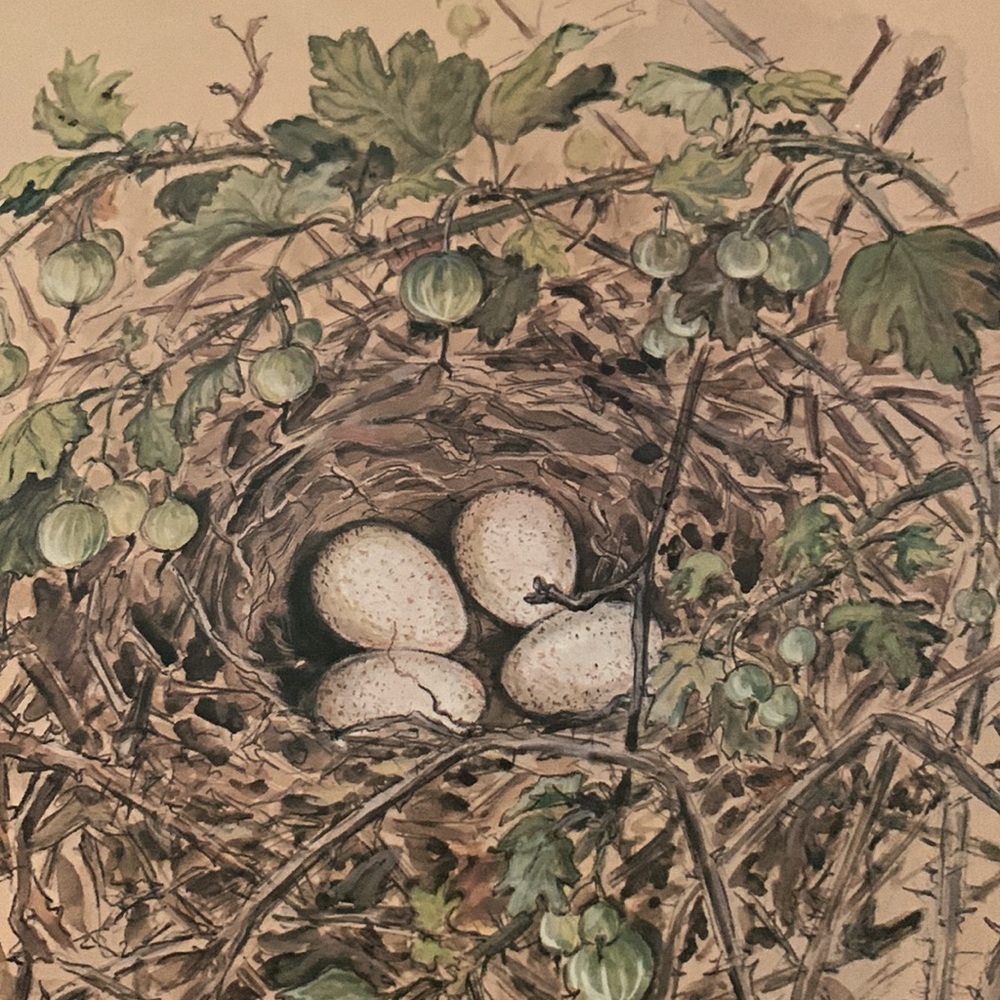 1975, set of numbered, 88/500 and 89/500 signed prints of birds nest MARY MUGG. - Picture 4 of 9